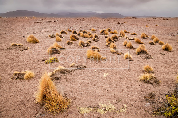 BOLIVIAN DESERT