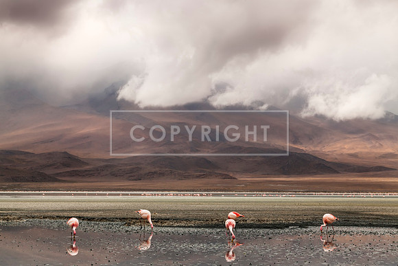 FLAMINGOES, LAGUNA COLORADO, UYUNI, BOLIVIA