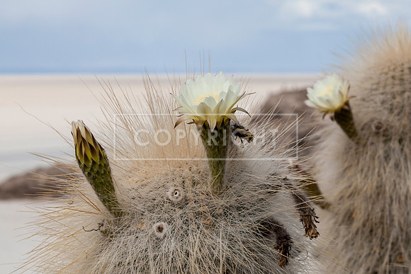 CACTI FLOWERS, BOLIVIAN SALT PLAINS
