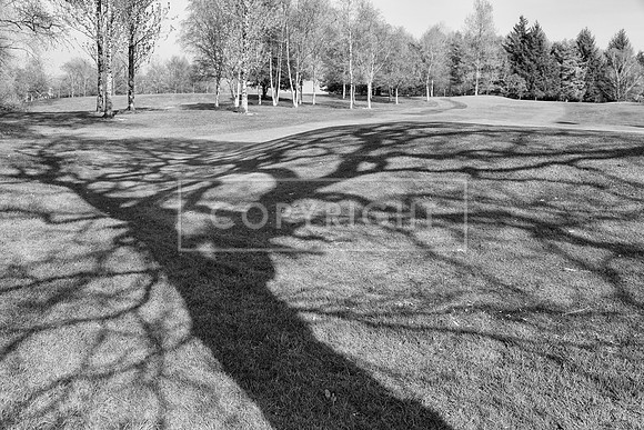 SHADOWS, RADYR GOLF COURSE, CARDIFF