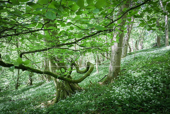 WILD GARLIC WOODS