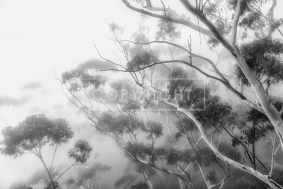 THE BLUE MOUNTAINS, NSW, AUSTRALIA