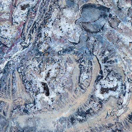 TREE DETAIL, PETRIFIED FOREST_3