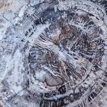TREE DETAIL, PETRIFIED FOREST_2