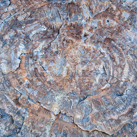 TREE DETAIL, PETRIFIED FOREST_1