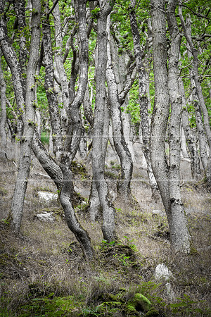 WATERSMEET, EXMOOR, DEVON_2