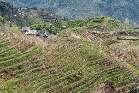 LONGJI RICE TERRACES, LONGSHENG COUNTY, CHINA