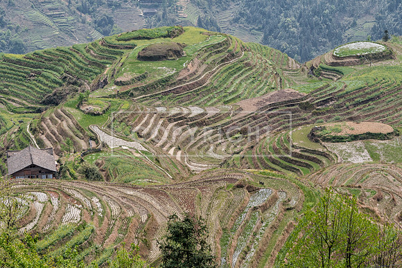 LONGJI RICE TERRACES, LONGSHENG COUNTY, CHINA