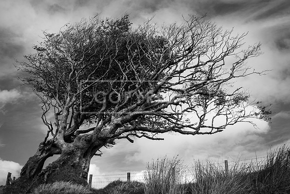 WEATHERED TREE, EXMOOR
